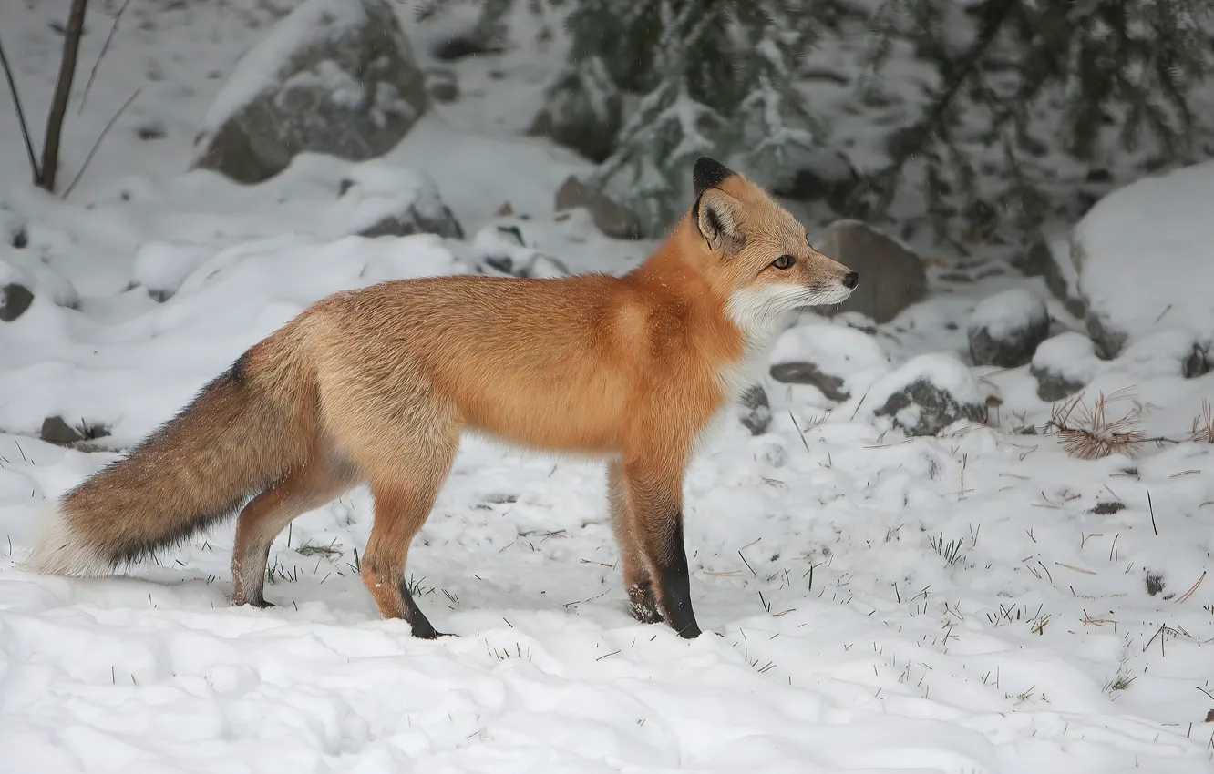 Photo wallpaper winter, snow, nature, Fox, red