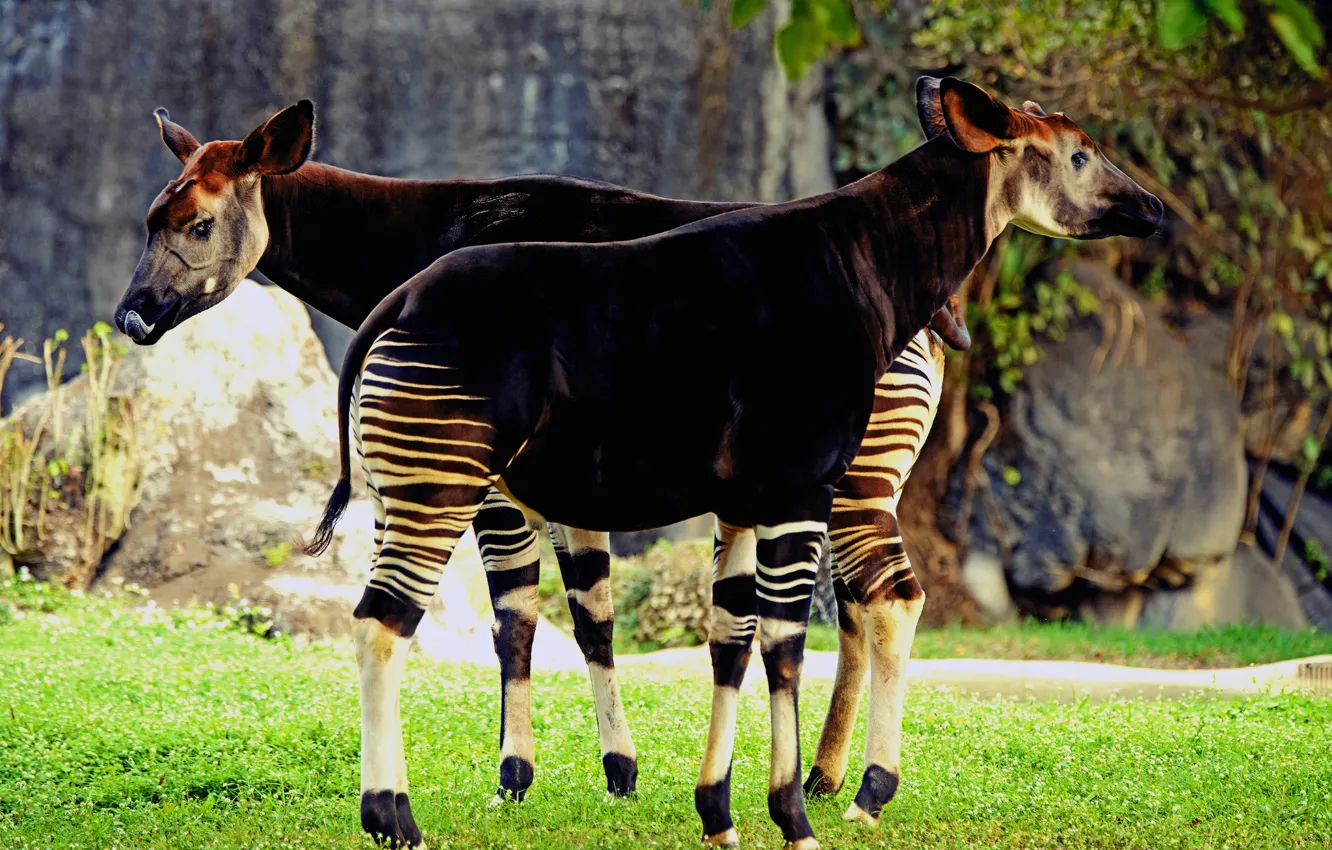 Photo wallpaper Chord, animal, Africa, artiodactyls, mammal, Johnston, pair, meadow
