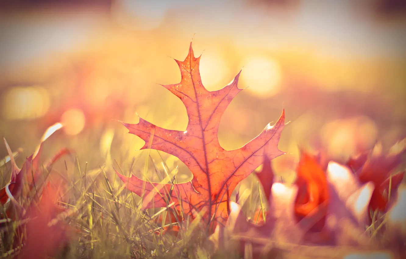 Photo wallpaper greens, autumn, grass, leaves, blur, bokeh
