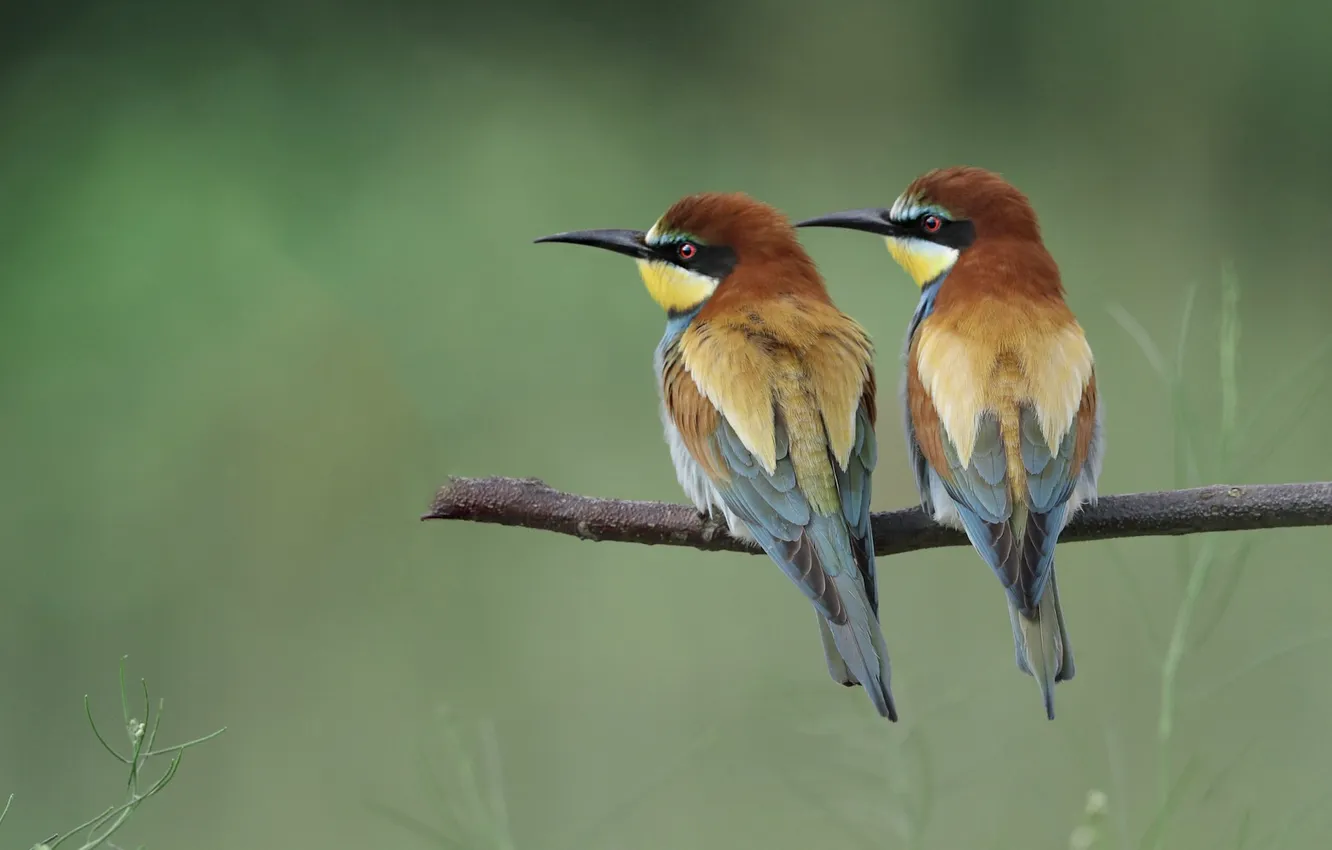 Photo wallpaper branches, bird, a couple, green background, the European bee-eater Golden, schurka, two birds