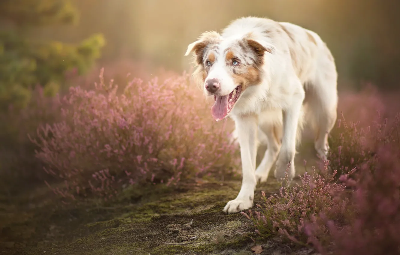 Photo wallpaper look, each, dog