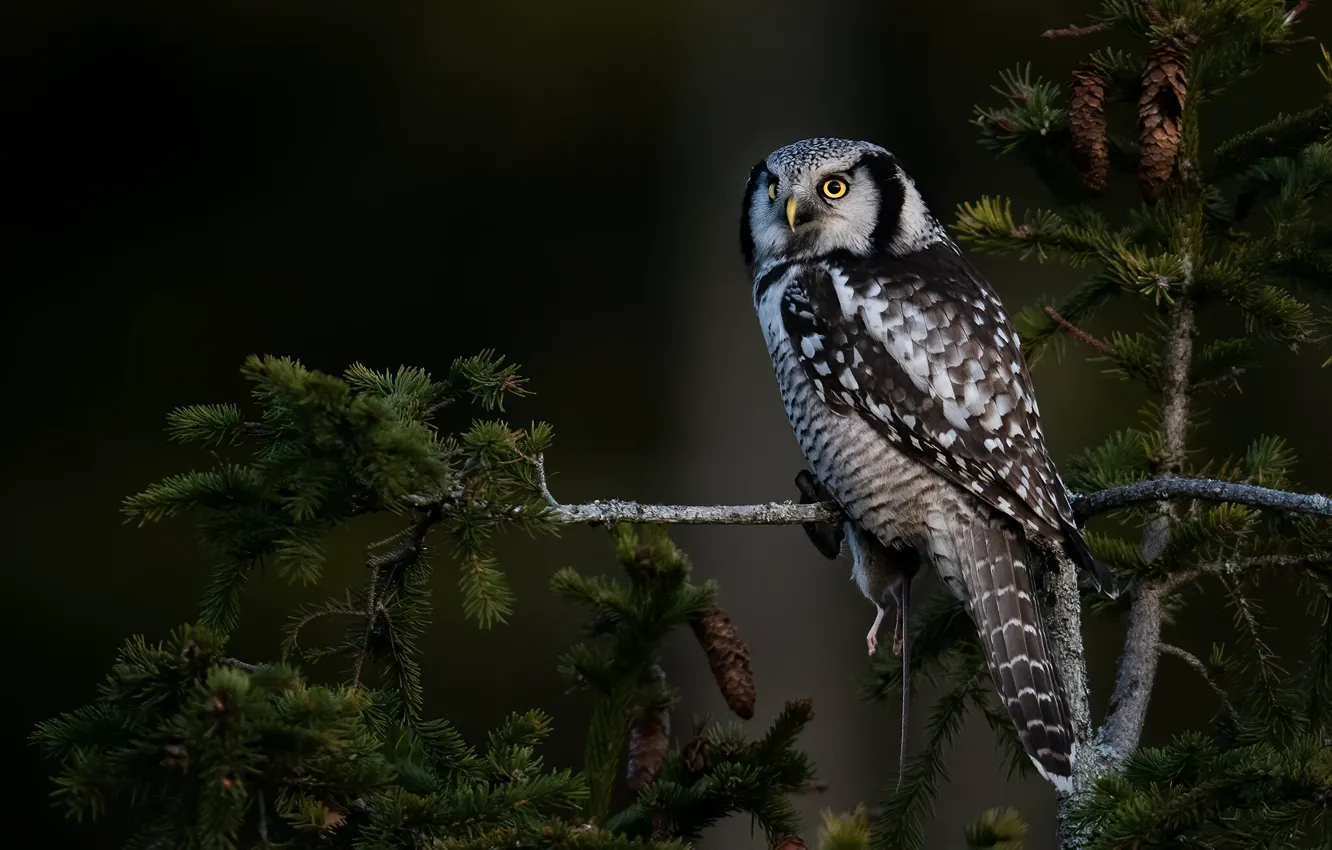 Photo wallpaper trees, branches, nature, the dark background, owl, bird, spruce, needles