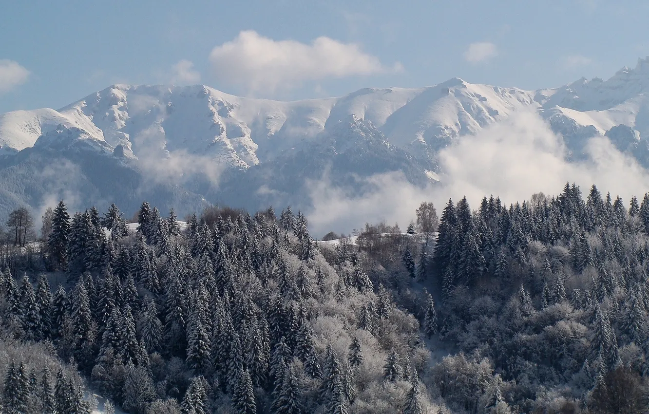Photo wallpaper winter, forest, mountains, ate, Carpathians, Romania, Transylvania