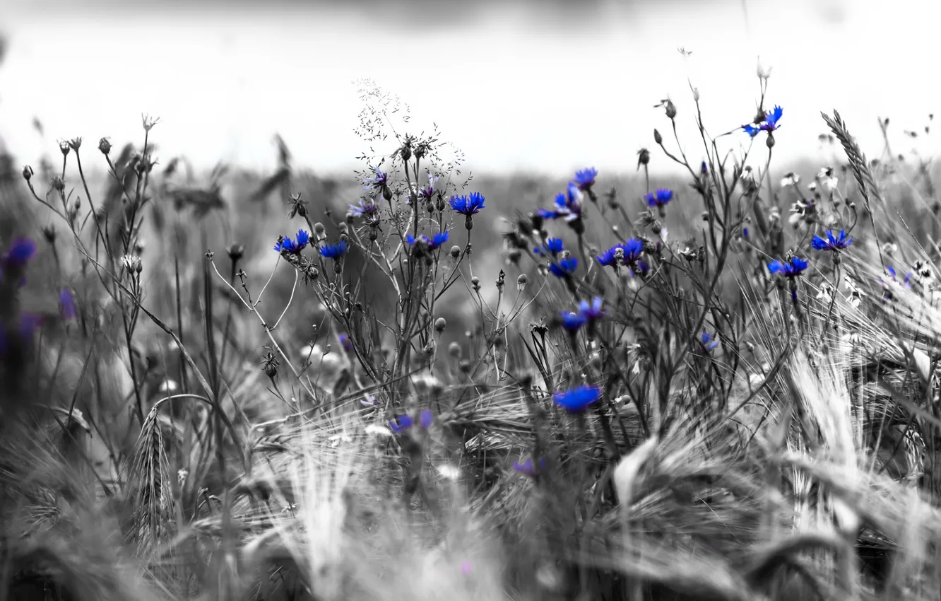 Photo wallpaper flowers, nature, ears