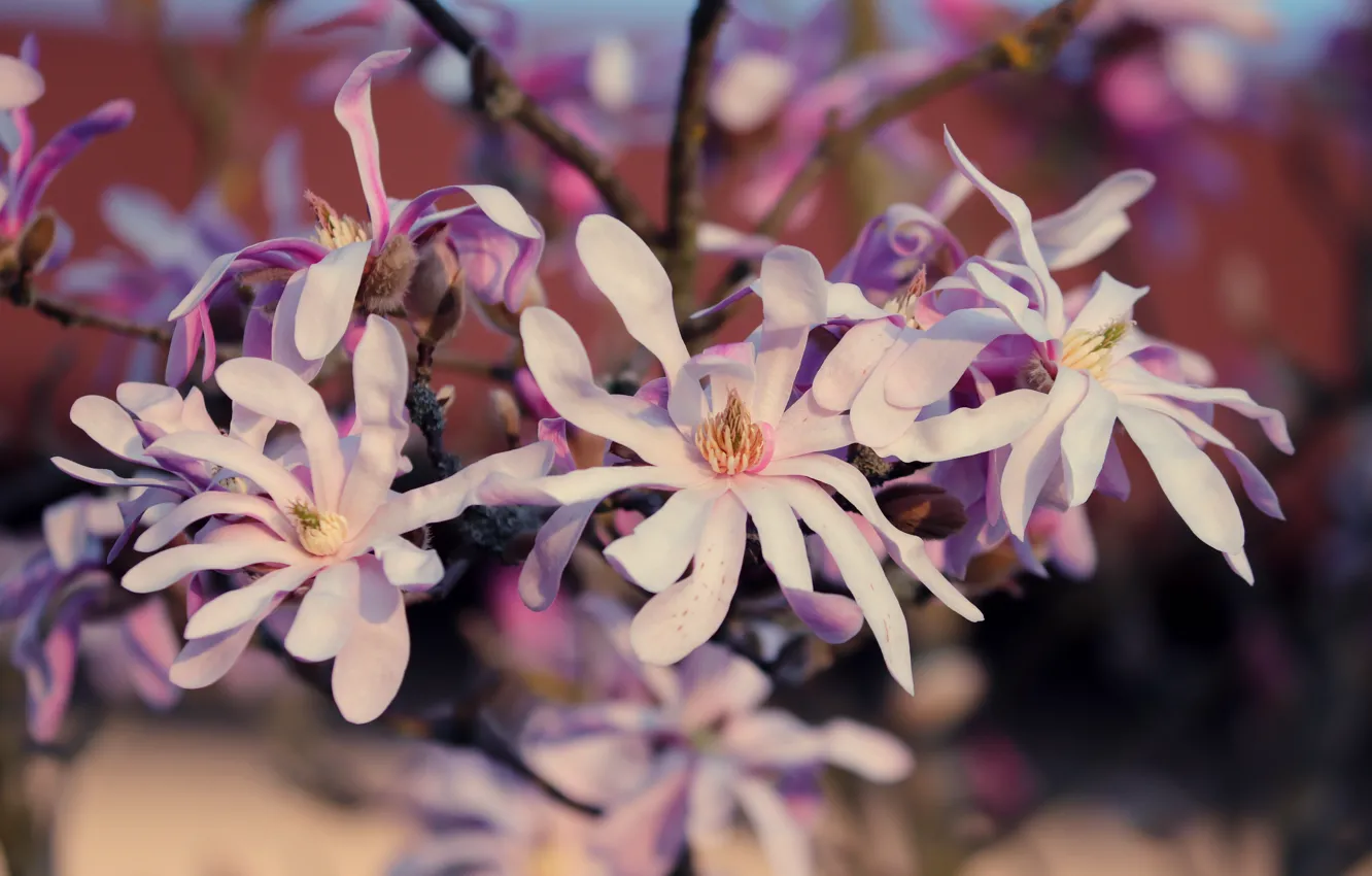 Photo wallpaper flowers, branch, spring, flowering, Magnolia