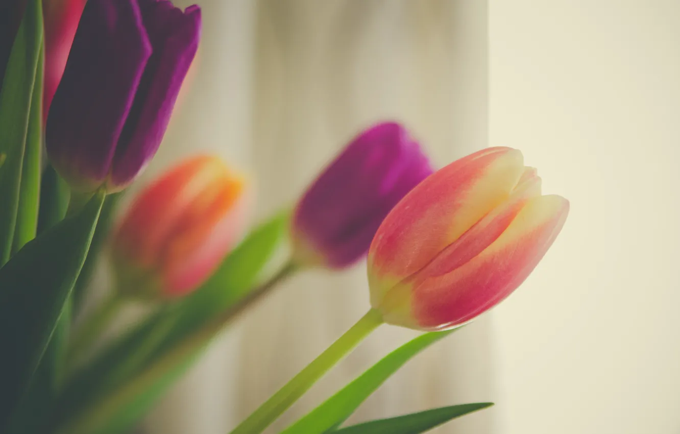 Photo wallpaper flowers, background, bouquet, spring, tulips