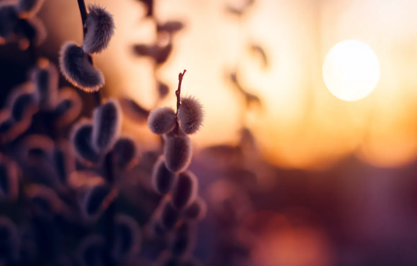 Photo wallpaper the sun, spring, Verba