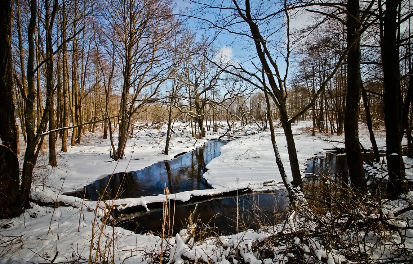Photo wallpaper forest, river, winter, Belarus