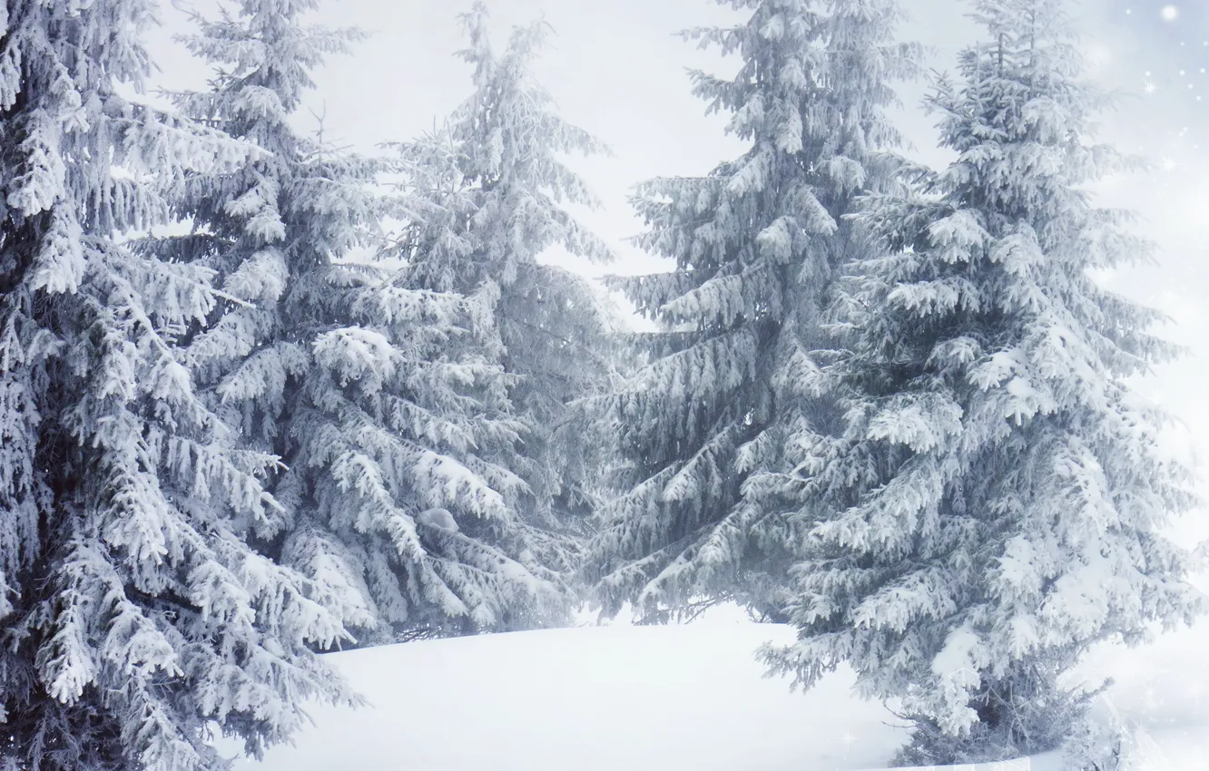 Photo wallpaper Nature, Winter, Trees, Snow, Spruce