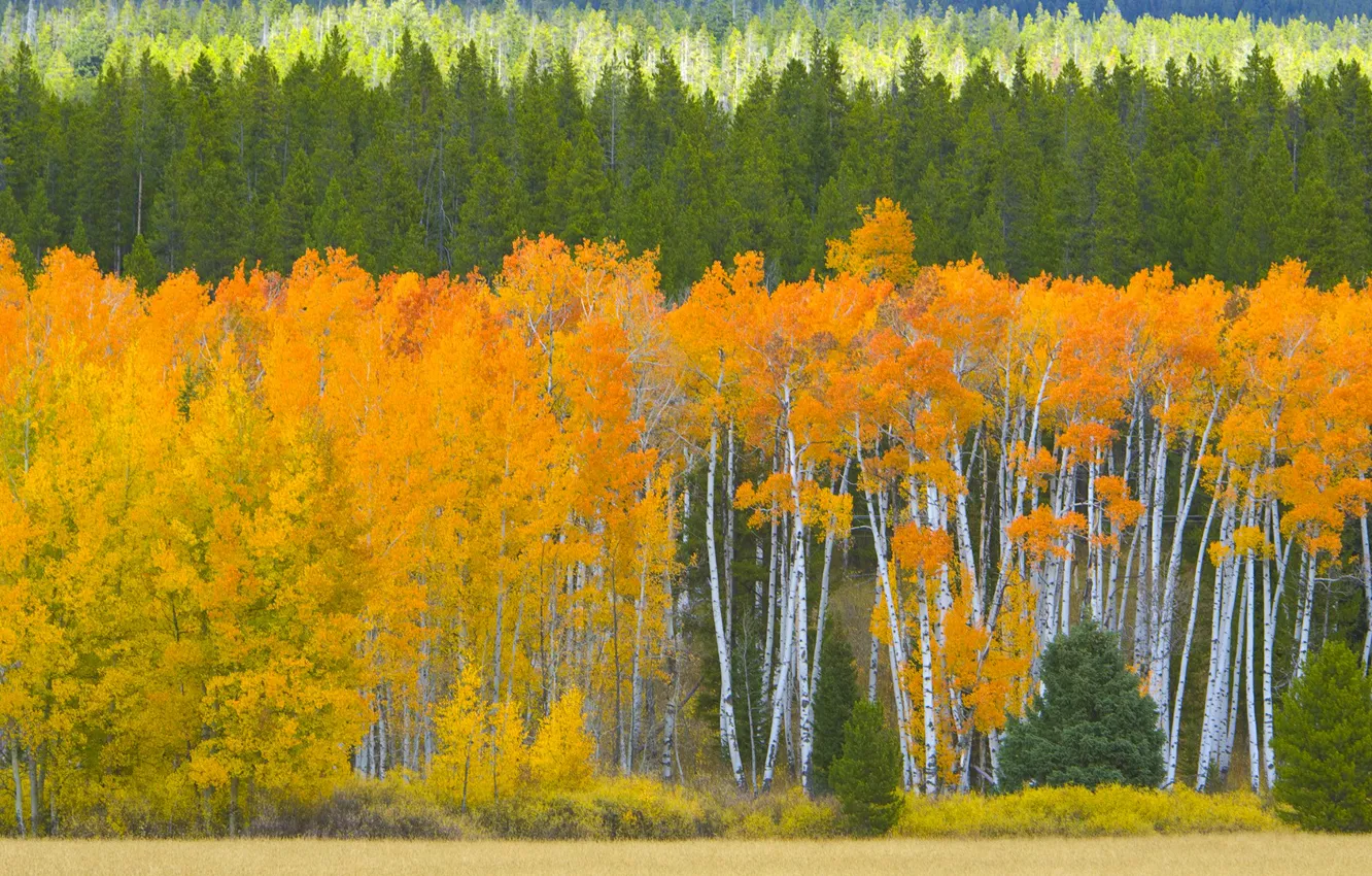 Photo wallpaper autumn, forest, leaves, trees, USA, aspen, Aspen