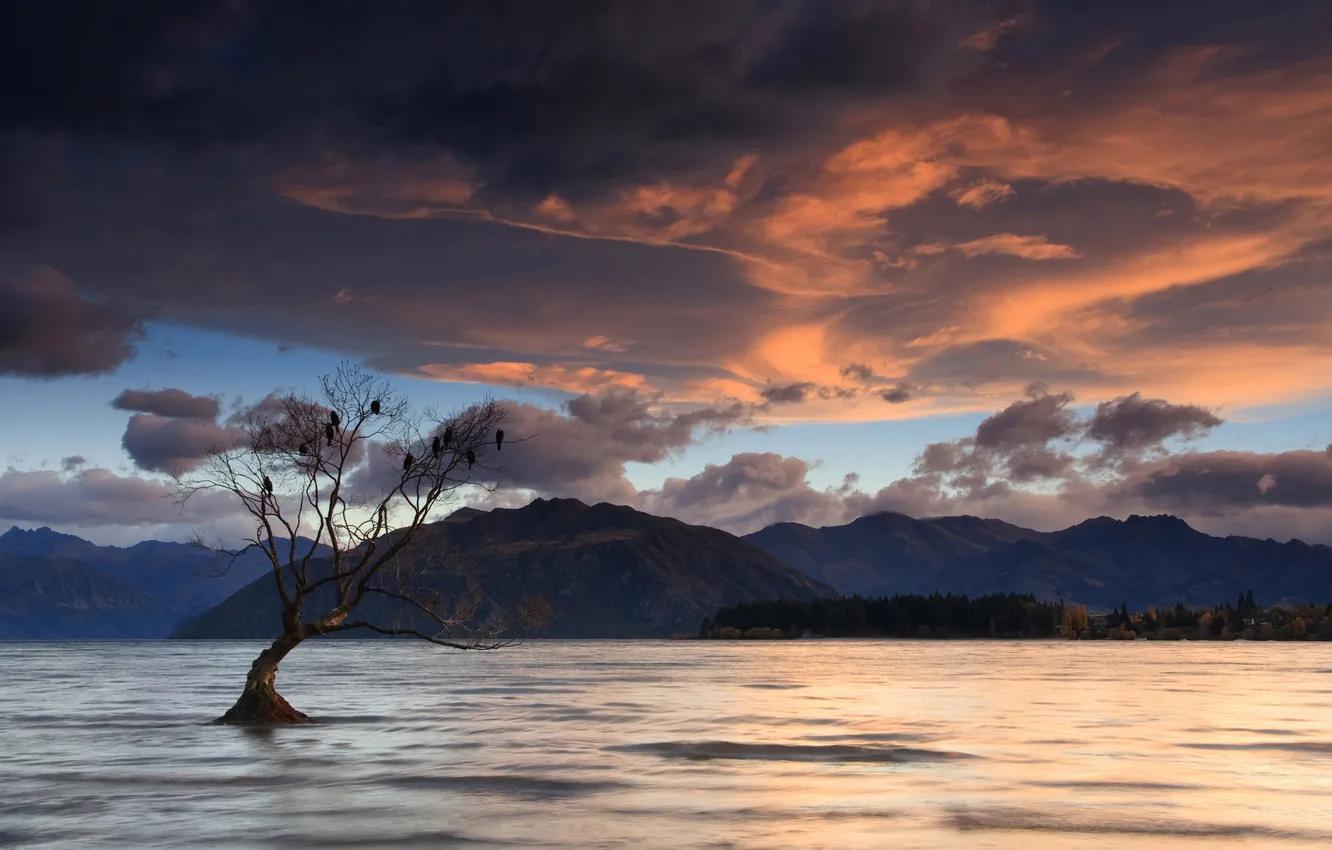 Photo wallpaper New Zealand, Lake Wanaka, Birds on a Tree