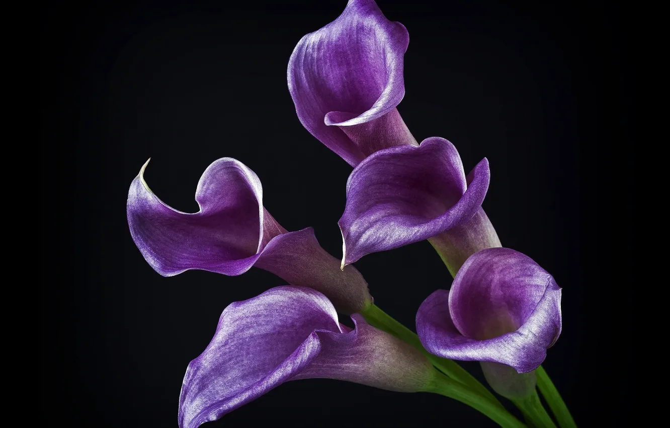 Photo wallpaper flowers, purple, black background, shiny, Calla lilies