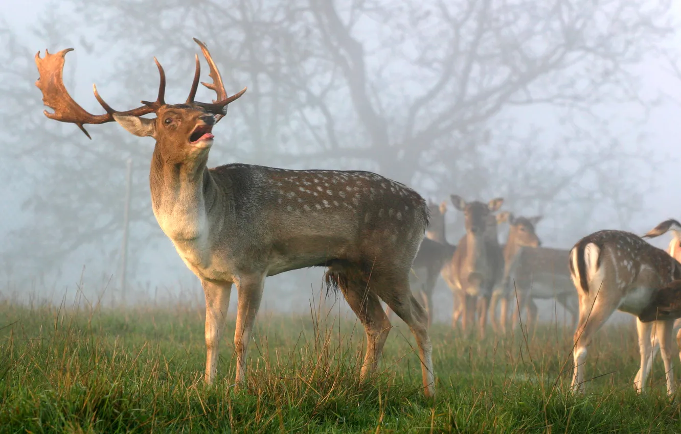 Photo wallpaper deer, morning, the herd, The horns, main, Deer