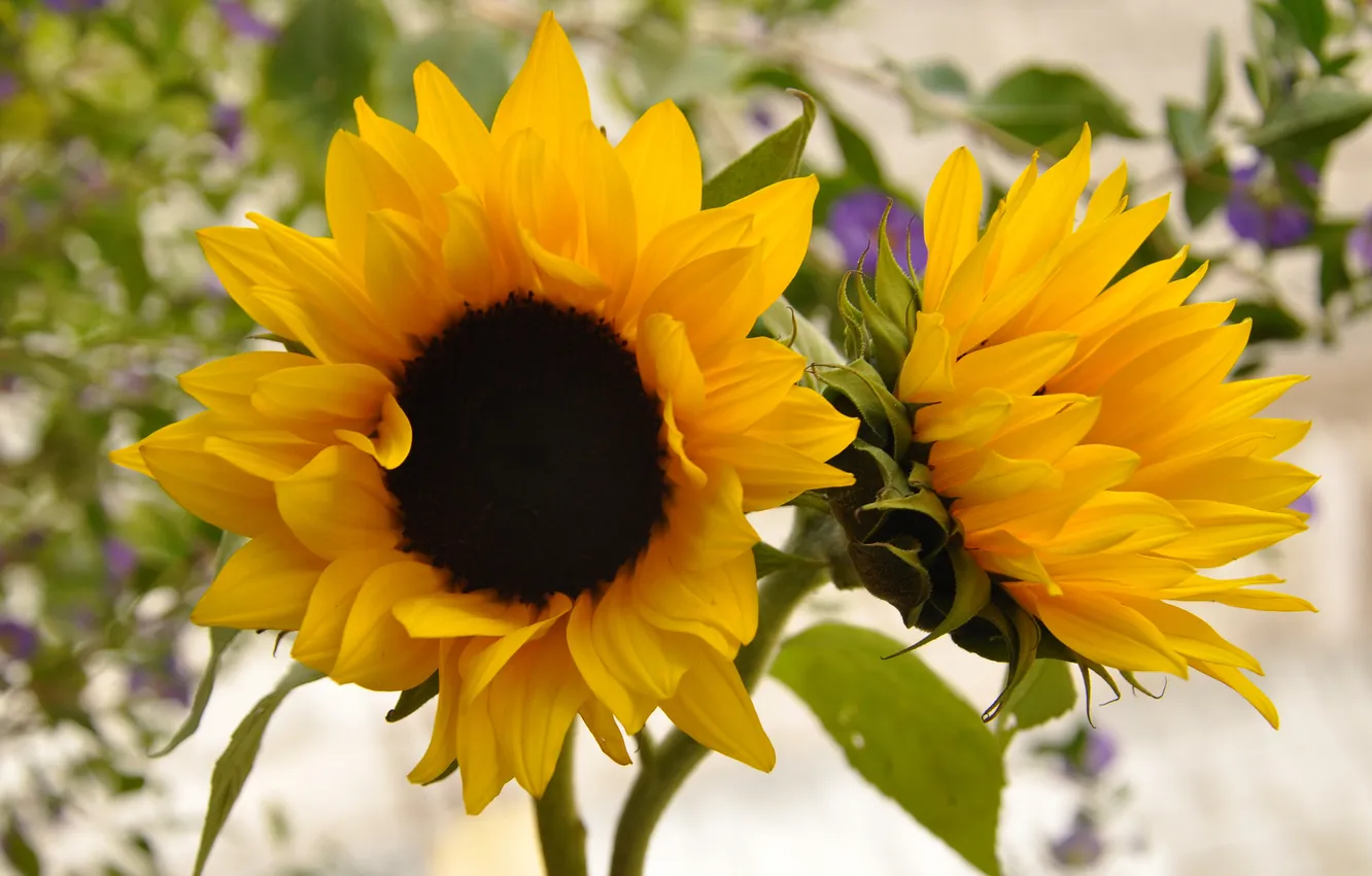 Photo wallpaper sunflowers, yellow, two, decorative