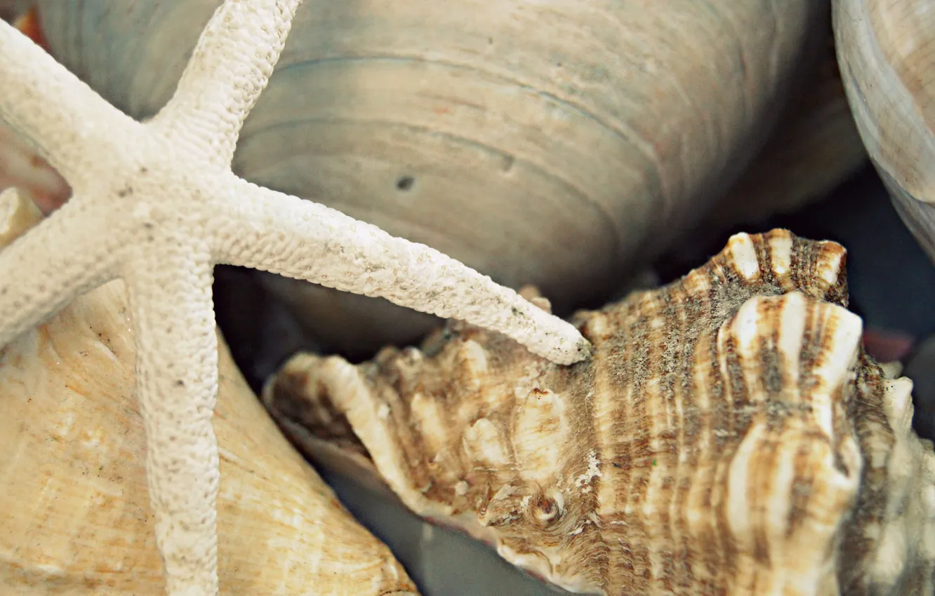 Photo wallpaper macro, stones, shell, starfish