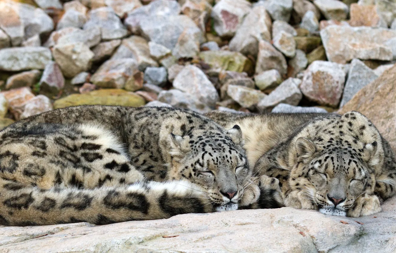 Photo wallpaper cat, stones, stay, sleep, pair, IRBIS, snow leopard