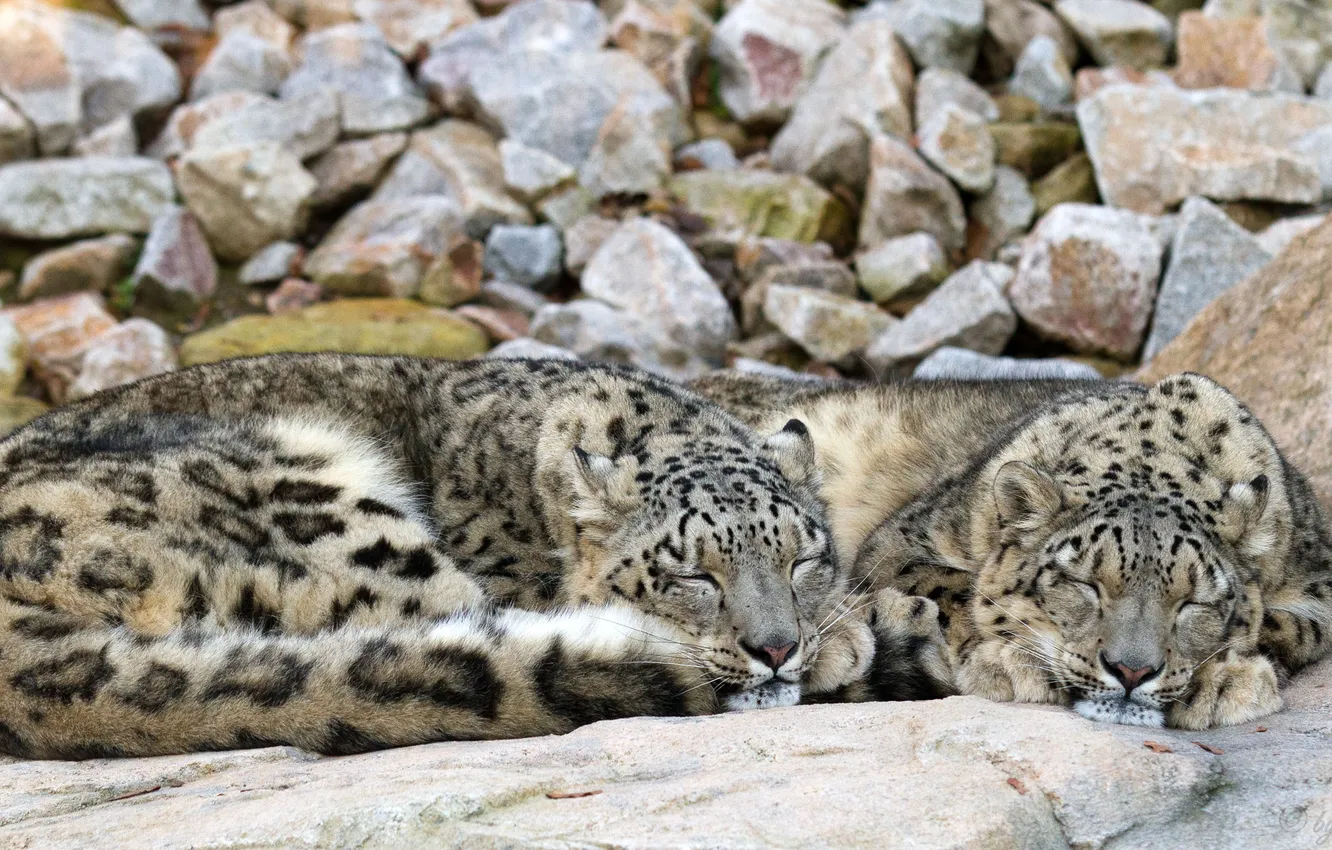 Photo wallpaper cats, stones, stay, sleep, pair, IRBIS, snow leopard