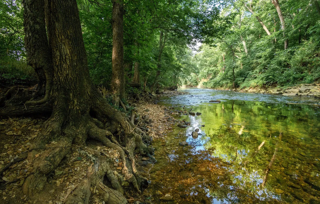 Photo wallpaper forest, trees, stream, stones, battlefield, USA, the bushes, Missouri