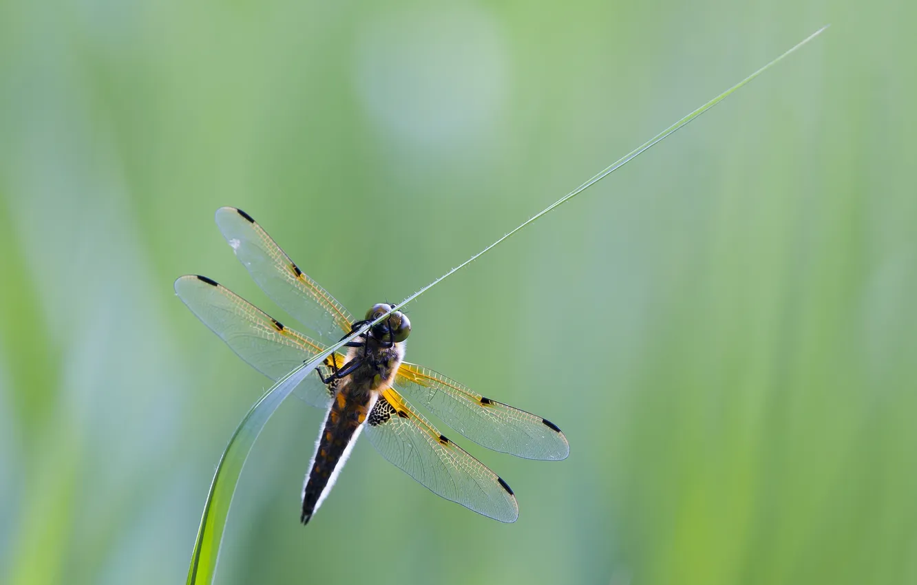 Photo wallpaper wings, dragonfly, insect