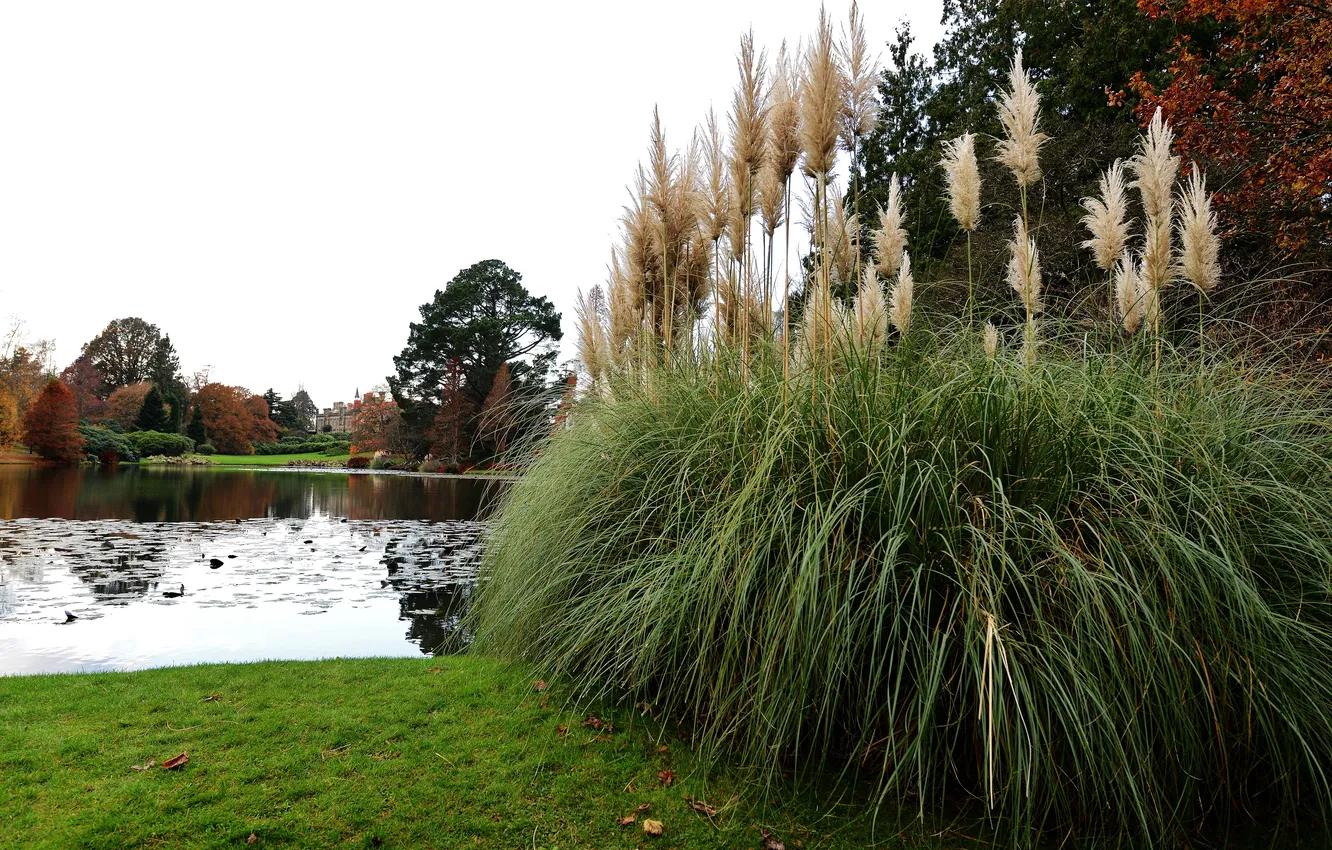 Photo wallpaper grass, trees, pond, Park, castle, shore, reed, UK
