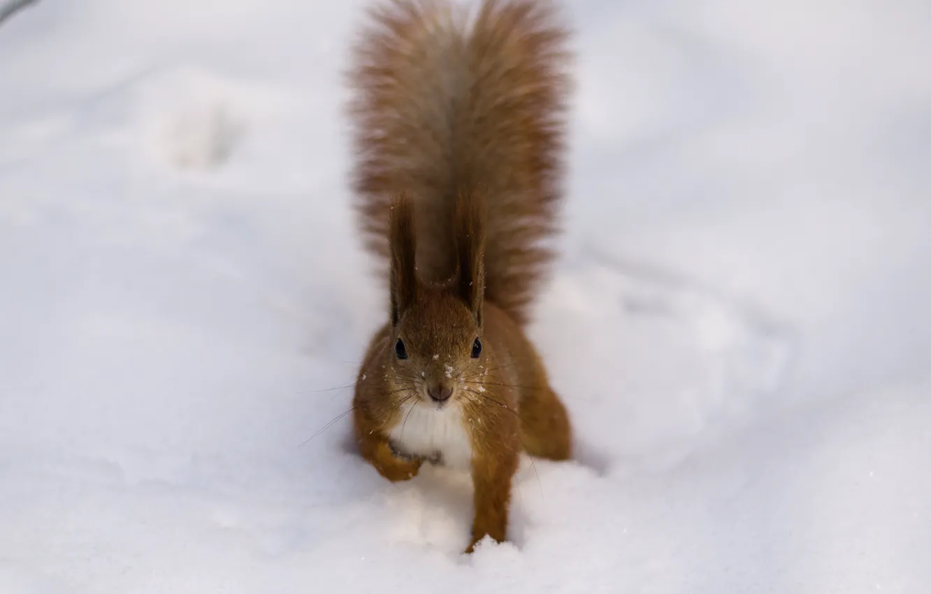 Photo wallpaper winter, snow, fluffy, protein, tail, red, brush