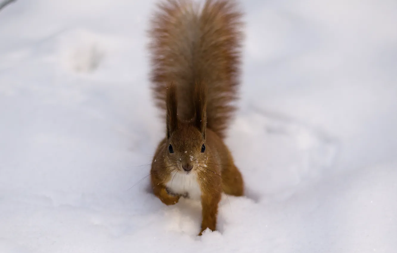 Photo wallpaper winter, snow, tail, red, Protein, brush, fluffy