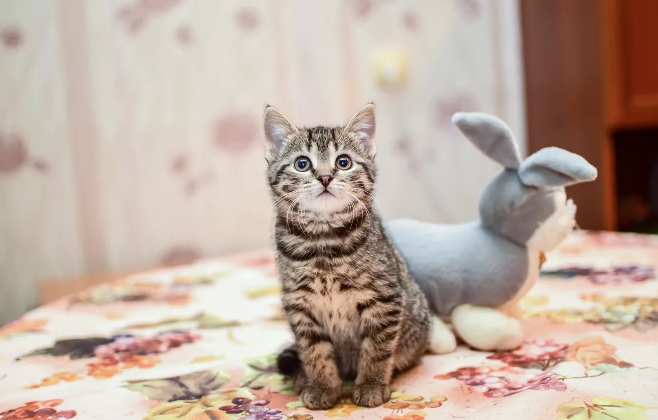 Photo wallpaper toy, kitty, plush Bunny, by Lubov2001