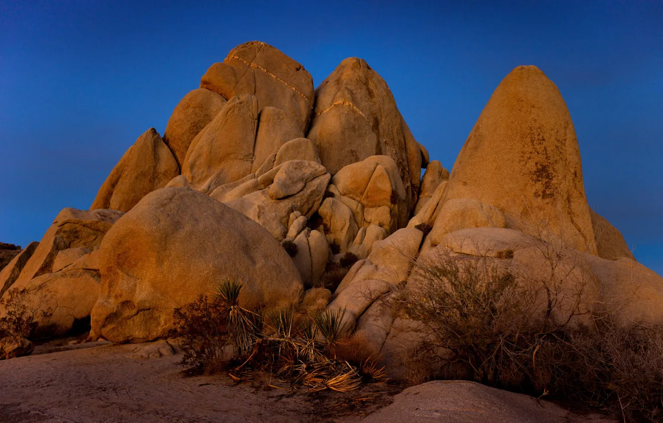 Photo wallpaper rocks, dawn, morning, Joshua tree, Joshua tree