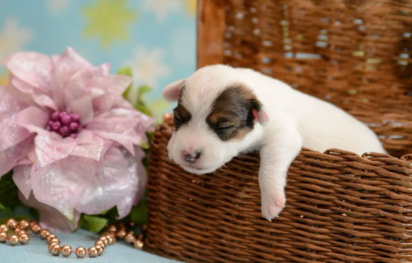 Photo wallpaper flower, basket, puppy, baby