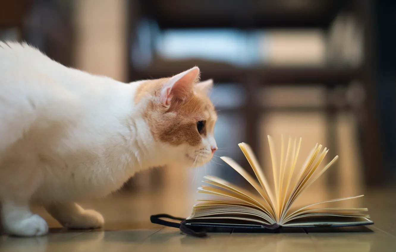 Photo wallpaper cat, book, torode