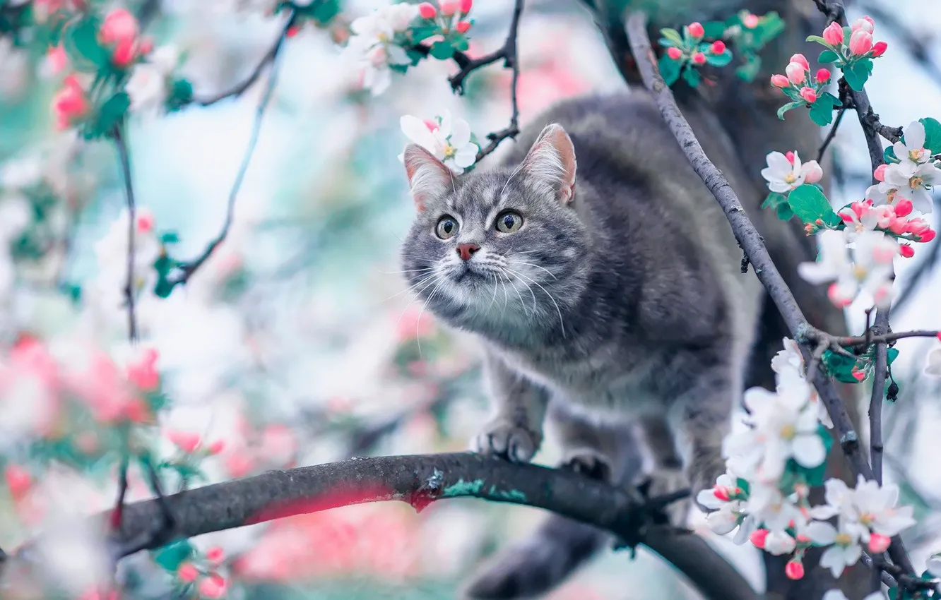 Photo wallpaper cat, cat, flowers, spring