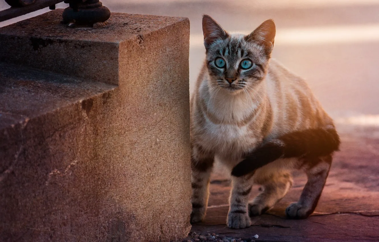 Photo wallpaper cat, look, blue eyes, cat