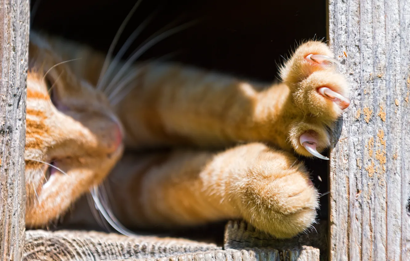 Photo wallpaper cat, kitty, paws, red, claws