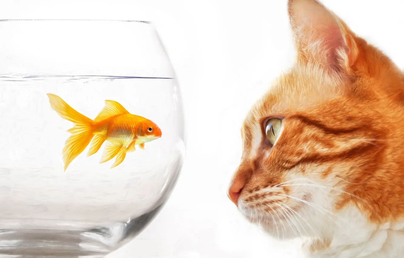 Photo wallpaper cat, aquarium, fish