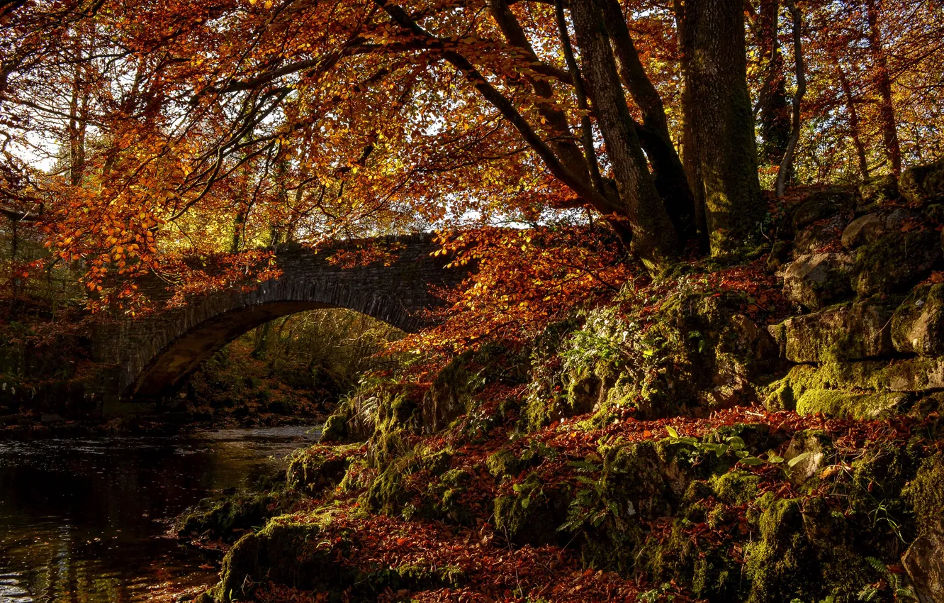 Photo wallpaper autumn, forest, trees, bridge, Park, river, arch
