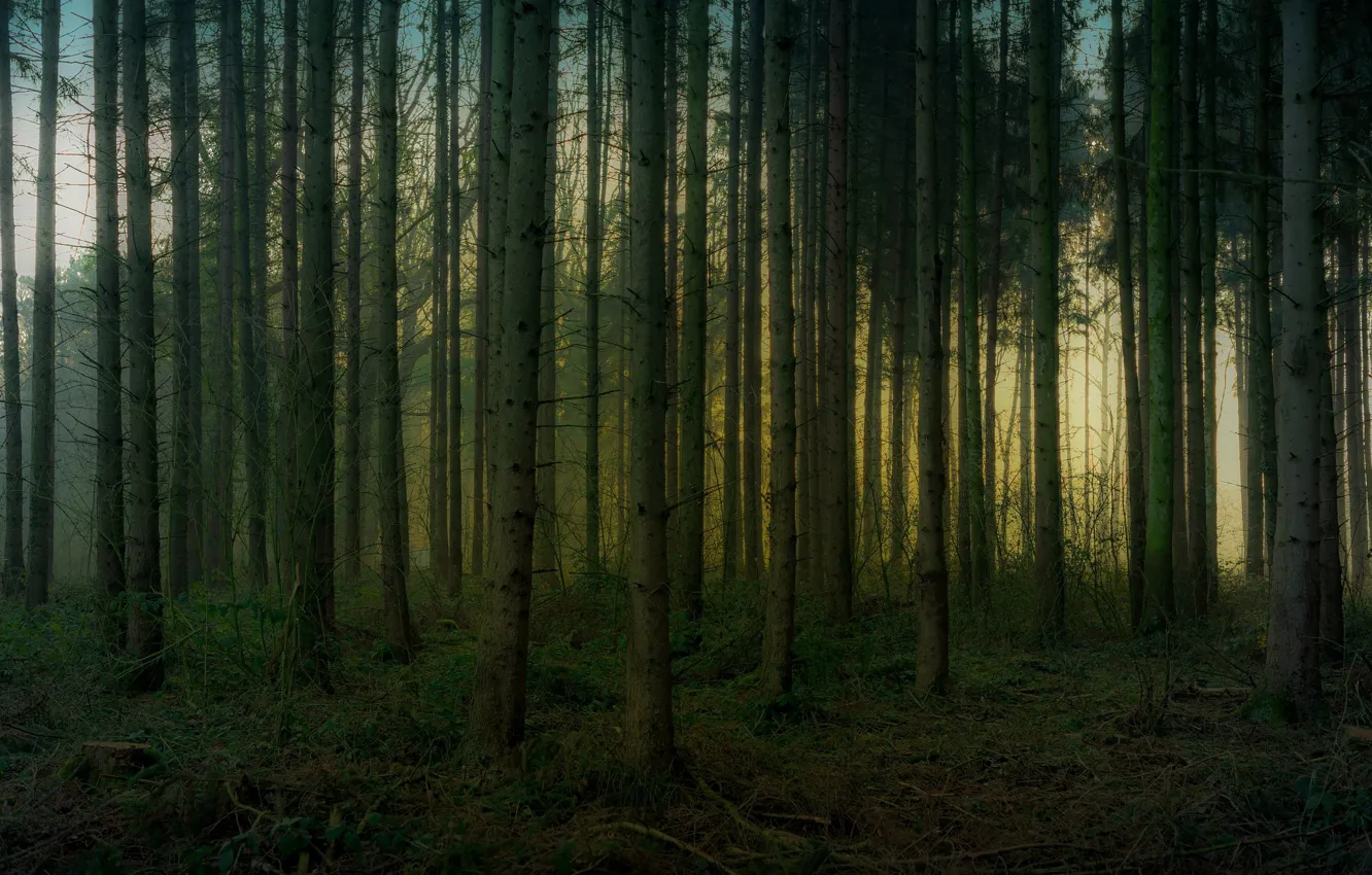 Photo wallpaper forest, trees, branches, trunk, pine, pine forest