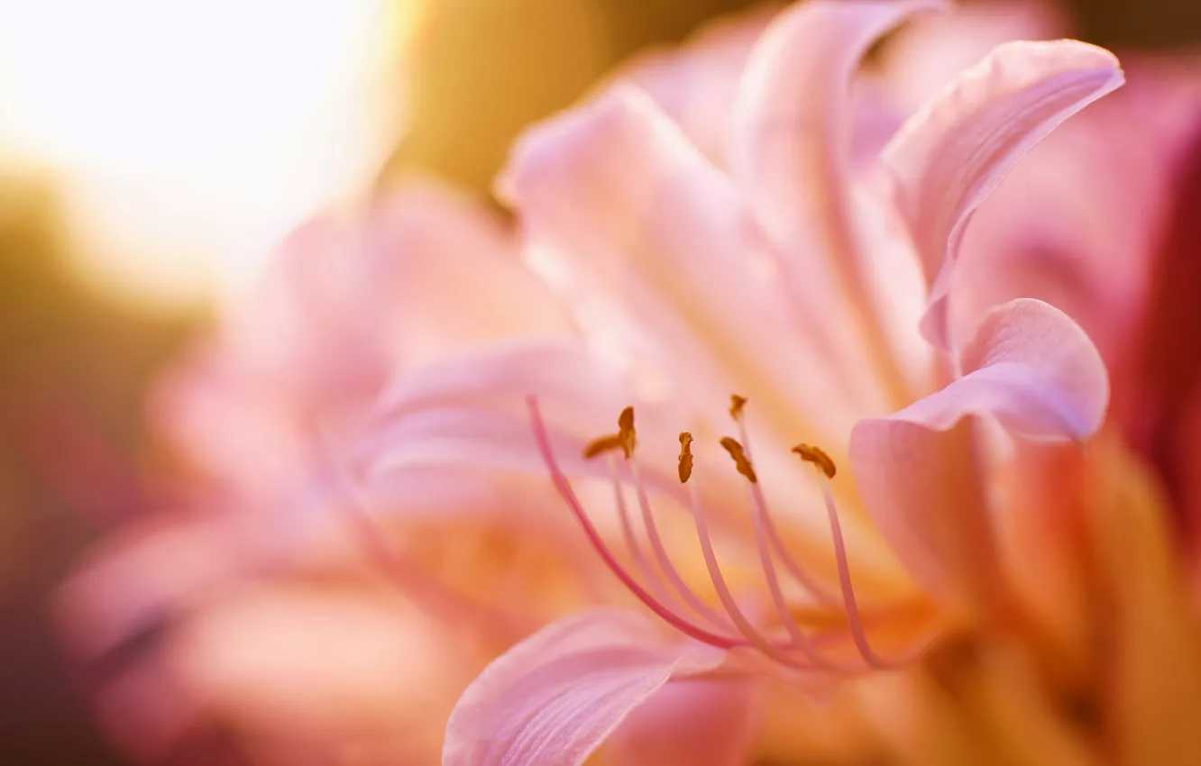Photo wallpaper Lily, petals, blur, stamens, pink