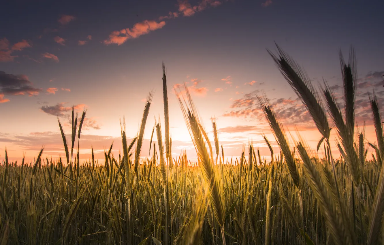 Photo wallpaper wheat, field, the sky, clouds, macro, background, widescreen, Wallpaper