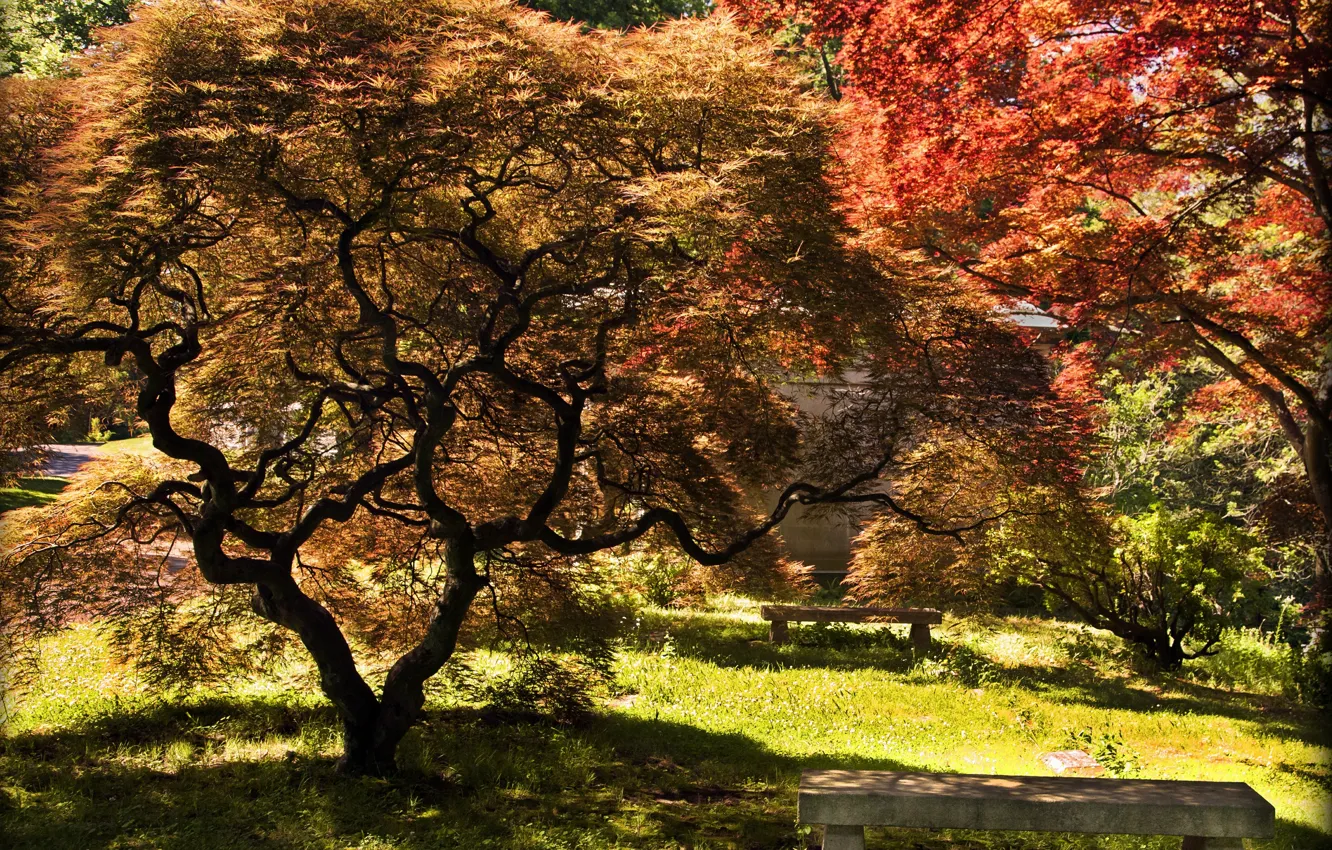 Photo wallpaper autumn, trees, Park, colors, nature, park, autumn, tree