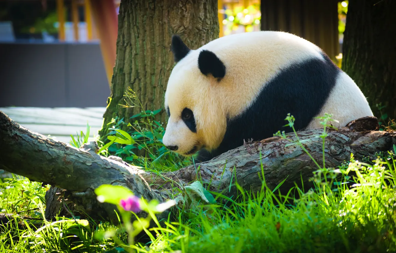Photo wallpaper grass, look, light, pose, tree, bear, bear, Panda