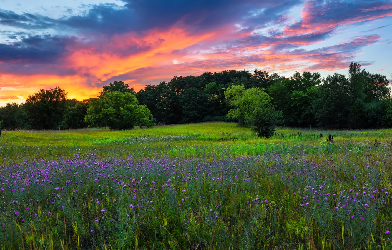 Photo wallpaper greens, field, forest, summer, the sky, clouds, sunset, flowers