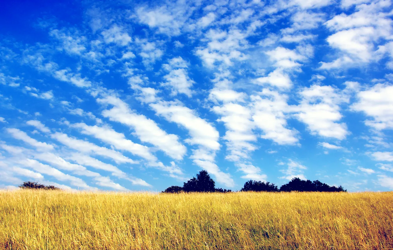 Photo wallpaper field, the sky, grass, clouds, trees