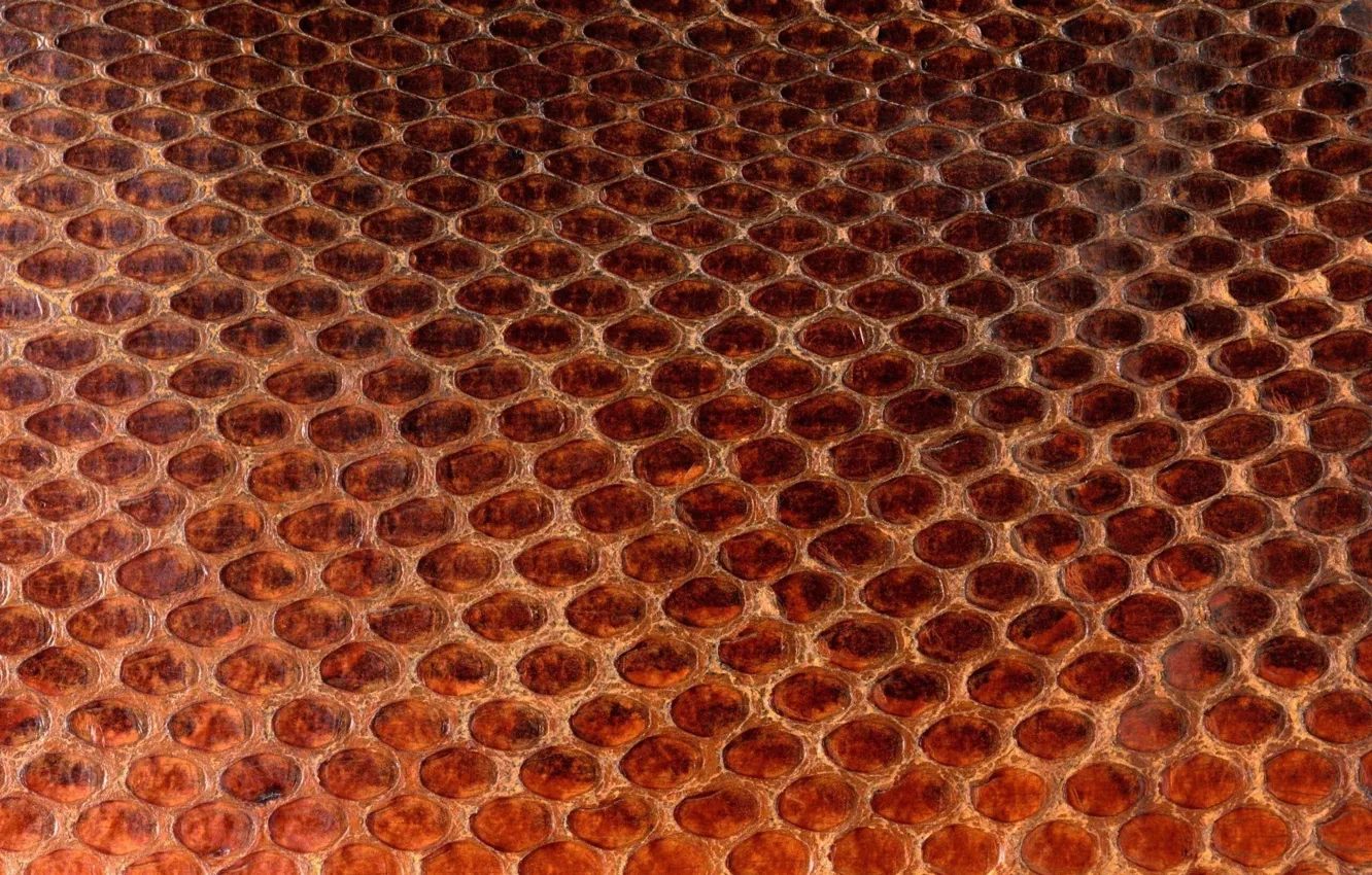 Photo wallpaper texture, leather, animal texture, background desktop, the scales of a snake