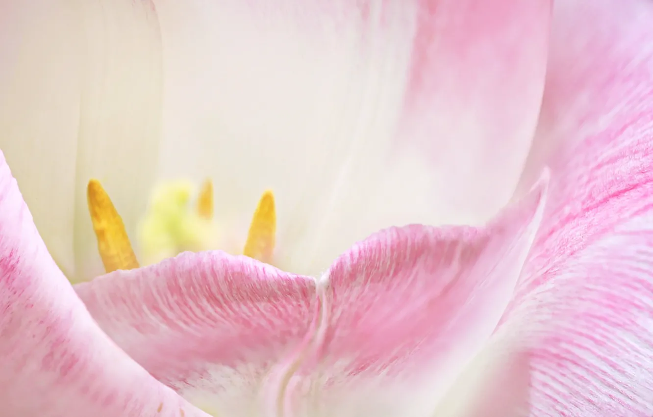 Photo wallpaper flower, Tulip, petals, stamens