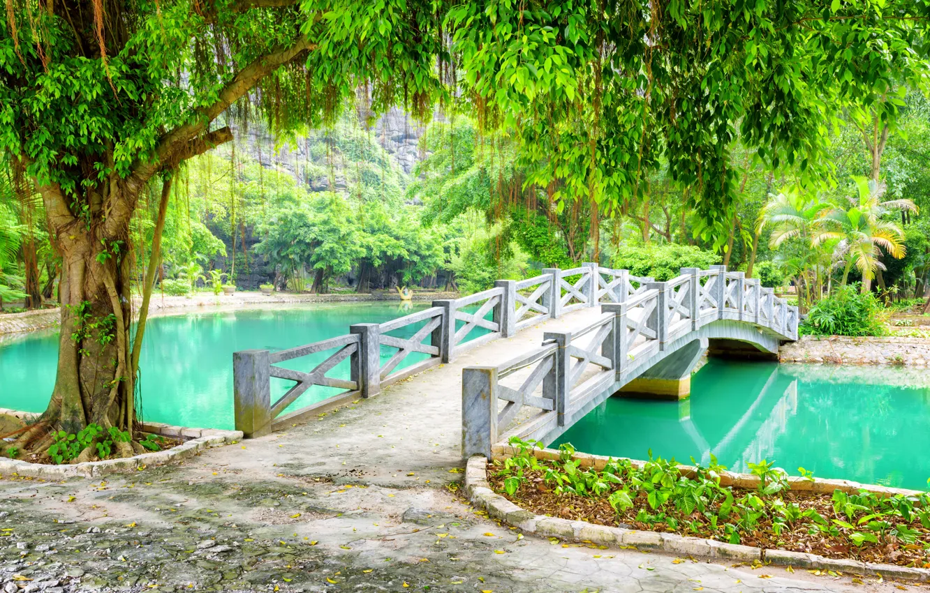 Photo wallpaper greens, trees, branches, pond, Park, foliage, Vietnam, the bridge
