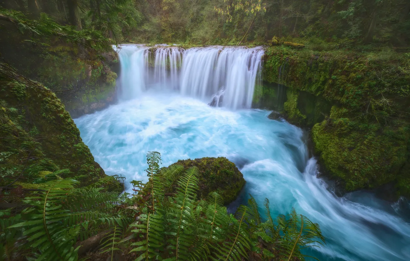 Photo wallpaper waterfall, fern, pond