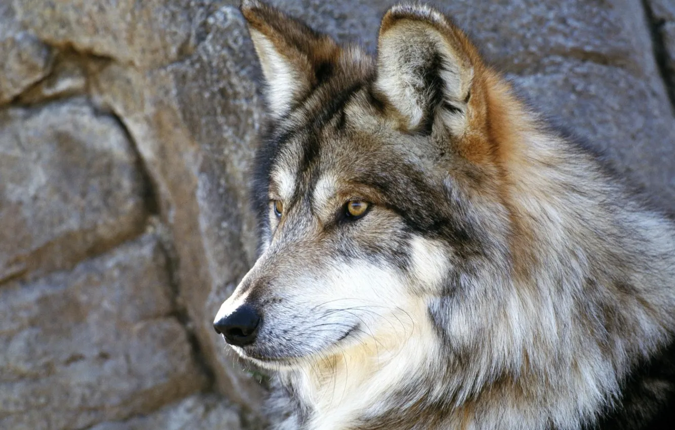 Photo wallpaper Predator, wolf, wild