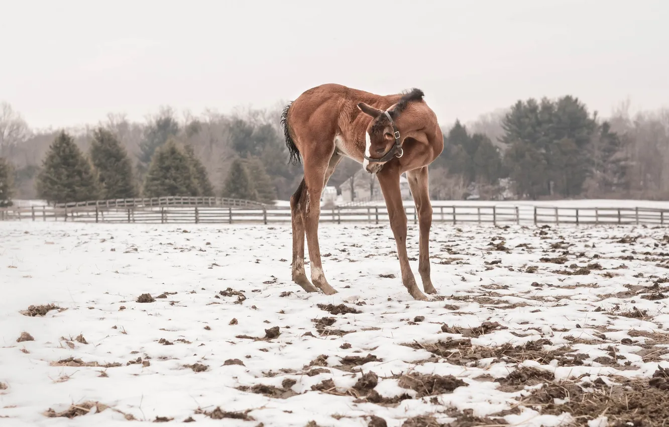 Photo wallpaper snow, nature, Baby Horse