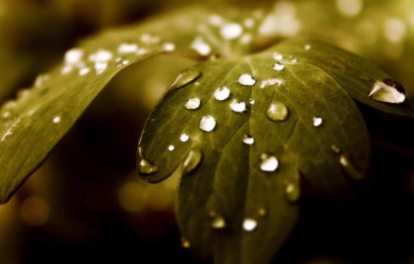 Photo wallpaper leaves, drops, focus