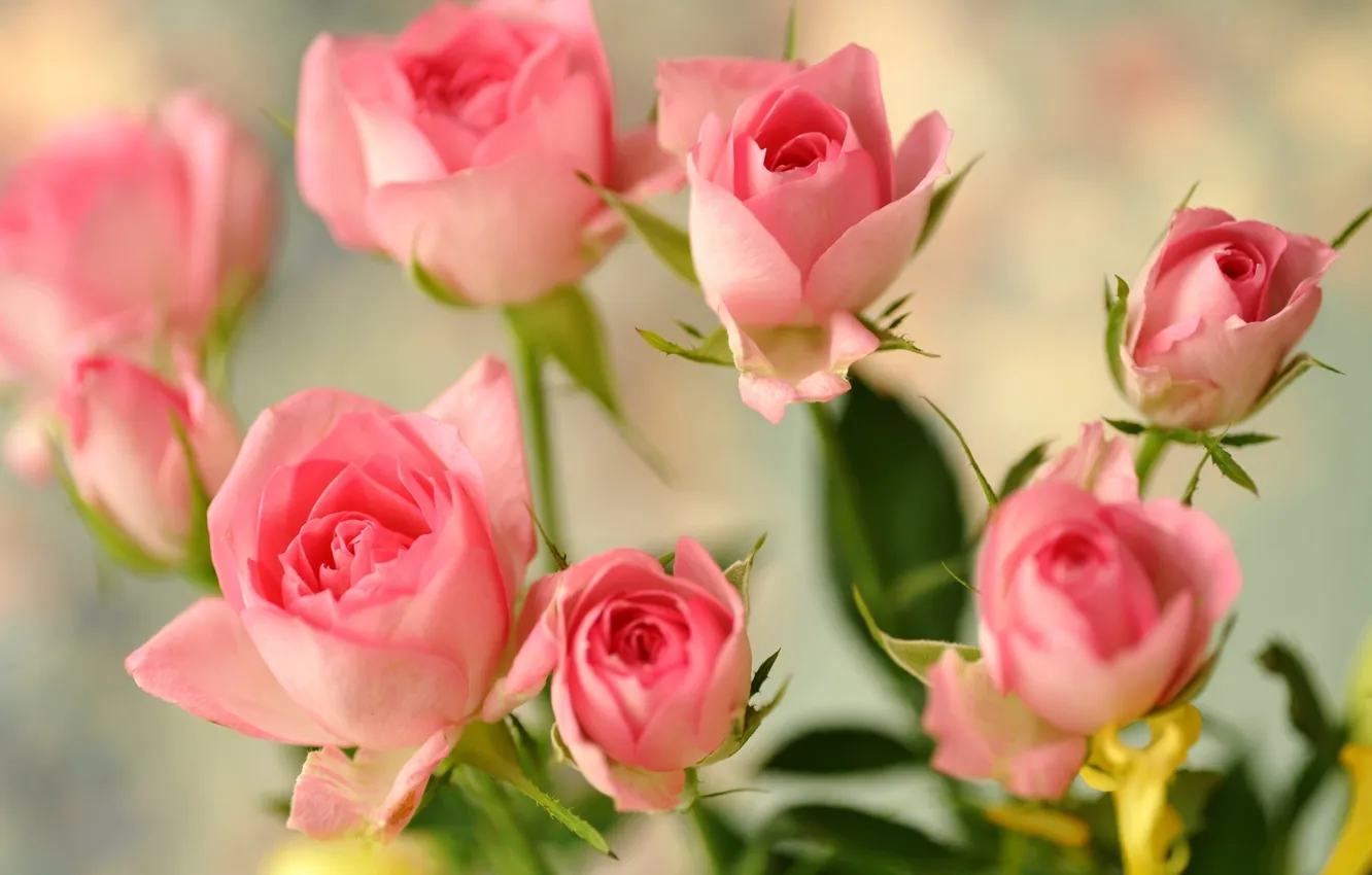 Photo wallpaper flowers, roses, pink, buds